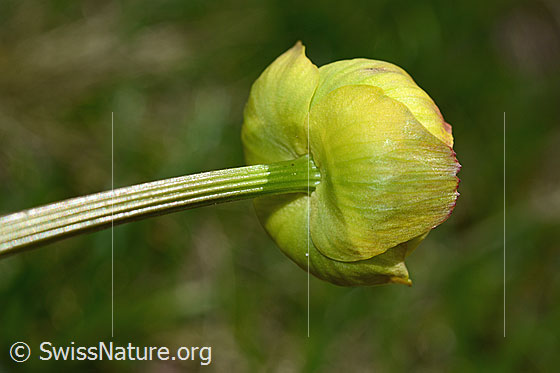 Foto: Trollblume (Trollius europaeus). Stängel und Blüte. Ansicht von unten.