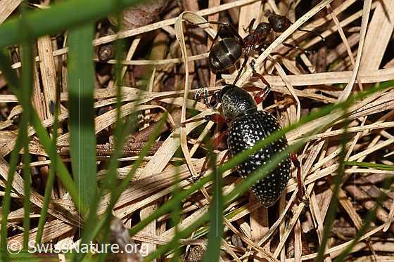 Foto: Schwarzer Rüsselkäfer (Otiorhynchus coecus). Länge 12mm. Wird auch Otiorhynchus niger, Grosser Schwarzer Rüsselkäfer, Schwarzer Fichten-Dickmaulrüssler, Fichten-Dickmaulrüssler genannt. Ansicht von oben.