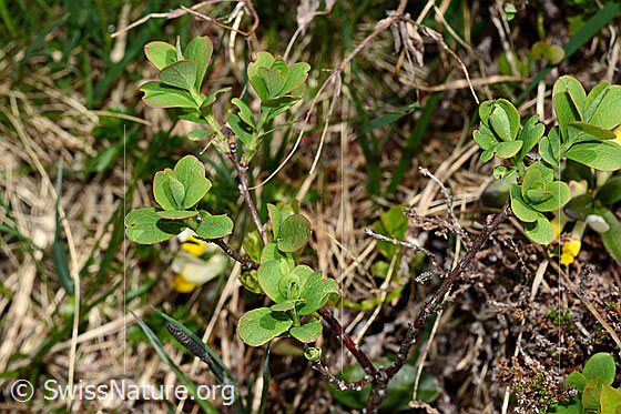 Foto: Heidelbeere (Vaccinium myrtillus). Frische Blätter.