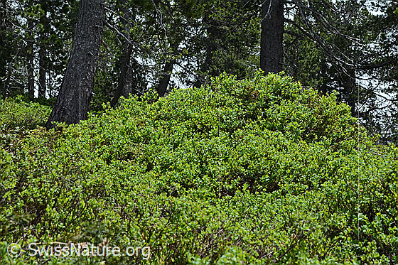 Photo: Vaccinium myrtillus. Whole plant (habiti).