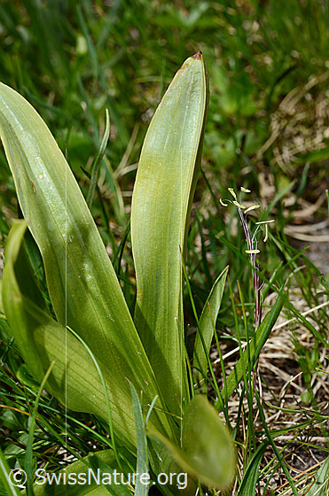 Foto: Männliches Knabenkraut (Orchis mascula). Blätter. Blattoberseite.