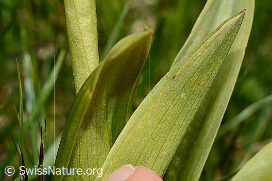Foto: Männliches Knabenkraut (Orchis mascula). Blattunterseite.