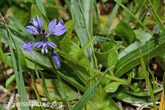 Photo: Polygala alpestris. Whole plant (habiti).