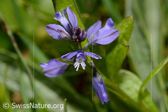 Voralpen-Kreuzblume (Polygala alpestris)