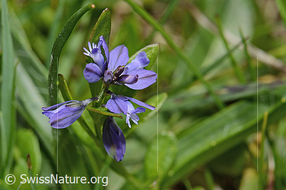 Foto: Voralpen-Kreuzblume (Polygala alpestris). Blüten. Ansicht von oben.