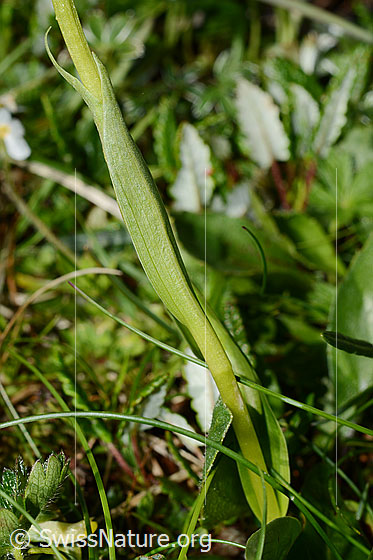 Foto: Weisszunge (Pseudorchis albida). Stängel und Hüllblätter.