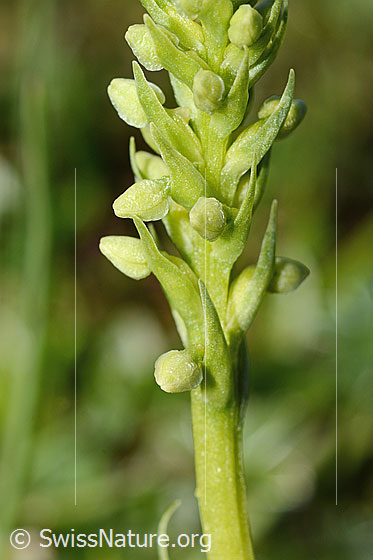 Foto: Weisszunge (Pseudorchis albida). Stängel und Blütenstand. Blüten noch geschlossen.