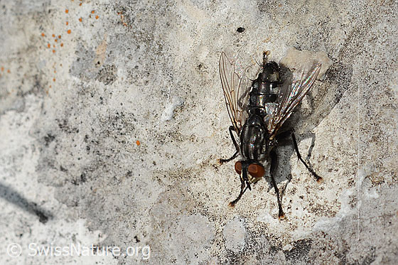 Foto: Wahrscheinlich Graue Fleischfliege (Sarcophaga carnaria). Länge 13mm. Ansicht von schräg oben.