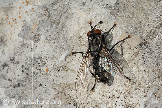 Foto: Wahrscheinlich Graue Fleischfliege (Sarcophaga carnaria). Länge 13mm. Ansicht von oben.