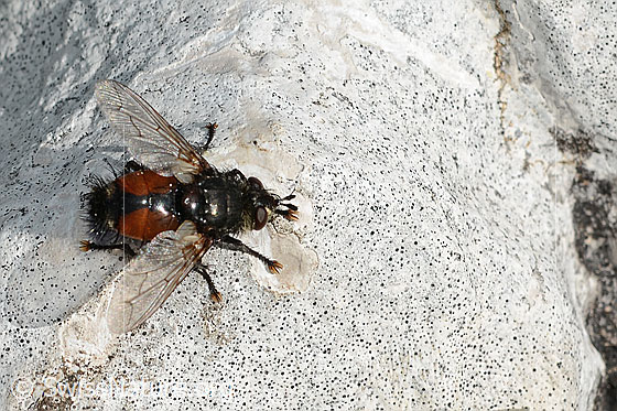 Nowickia ferox (Raupenfliege)