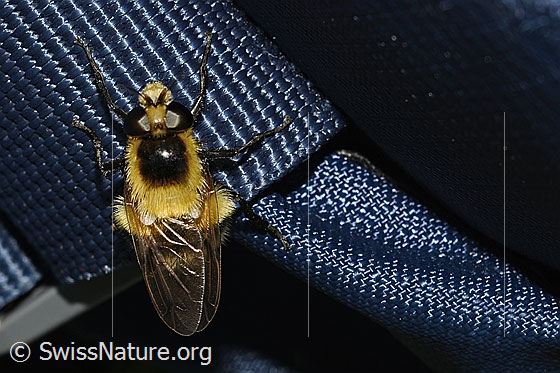 Photo: Volucella bombylans var. Plumata. Length 11 - 15mm. Female. View from above.