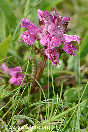 Foto: Quirlblättriges Läusekraut (Pedicularis verticillata). Ganze Pflanze (Habitus).