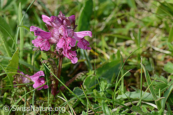 Photo: Pedicularis verticillata. Whole plant (habiti).