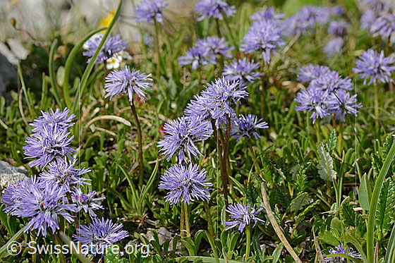 Photo: Globularia cordifolia. Cushion with numerous plants.