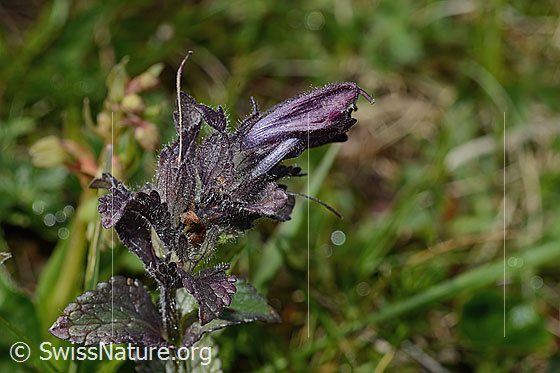 Photo: Bartsia alpina. Blossom and leaves.