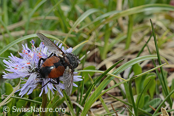 Foto: Wahrscheinlich Nowickia ferox (Raupenfliege) auf Herzblättrige Kugelblume (Globularia cordifolia). 13mm. Weibchen. Ansicht von hinten oben.