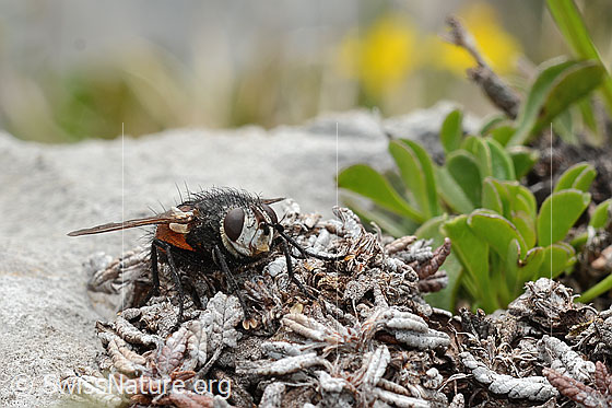 Foto: Wahrscheinlich Nowickia ferox (Raupenfliege). 13mm. Weibchen. Ansicht von vorne.