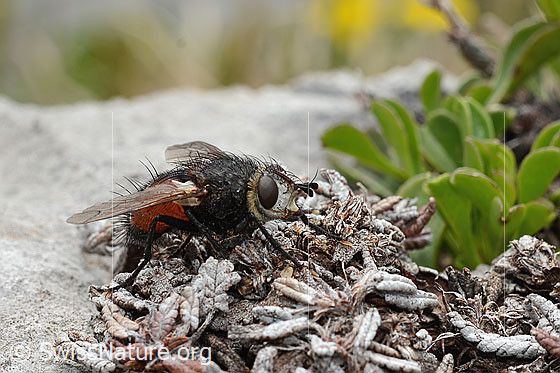 Foto: Wahrscheinlich Nowickia ferox (Raupenfliege). 13mm. Weibchen. Ansicht von schräg vorne.