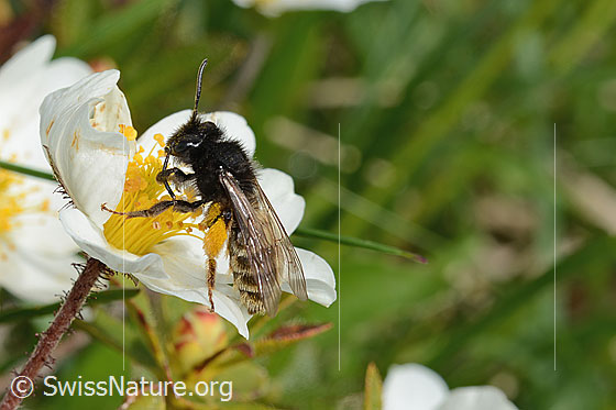 Foto: Alpenrosen-Lockensandbiene (Andrena rogenhoferi) auf Silberwurz (Dryas octopetala). Länge 12 - 14mm. Weibchen. Ansicht von der Seite.