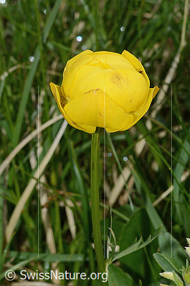 Photo: Trollius europaeus. Blossom and stem.