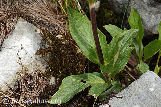 Photo: Valeriana montana. Stem and stem leaves.