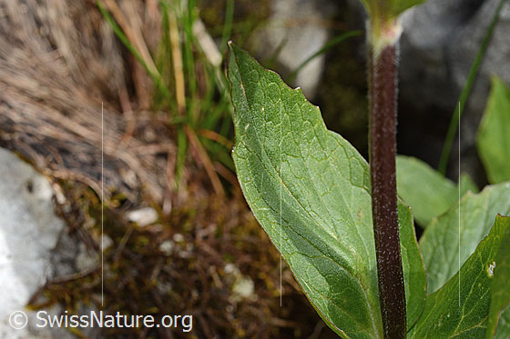 Photo: Valeriana montana. Leaf top.