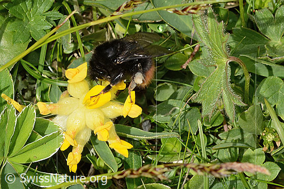 Foto: Bergwald-Hummel (Bombus wurflenii) an Alpen-Wundklee (Anthyllis vulneraria ssp. alpestris). Länge 13 - 22mm. Ansicht von der Seite.
