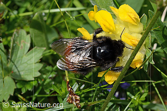 Foto: Bergwald-Hummel (Bombus wurflenii) an Alpen-Wundklee (Anthyllis vulneraria ssp. alpestris). Länge 13 - 22mm. Flügel geschlossen. Ansicht von oben.