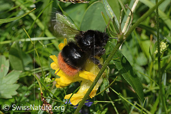 Foto: Bergwald-Hummel (Bombus wurflenii) an Alpen-Wundklee (Anthyllis vulneraria ssp. alpestris). Länge 13 - 22mm. Ansicht von schräg oben.