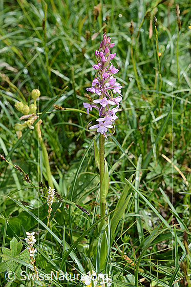 Foto: Langspornige Handwurz (Gymnadenia conopsea). Ganze Pflanze (Habitus).