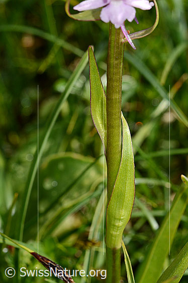 Photo: Gymnadenia conopsea. Stem and stem leaves.