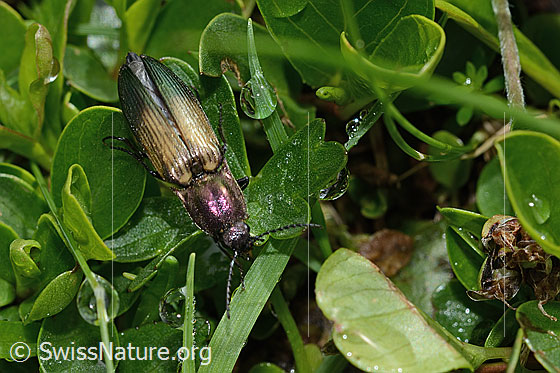 Photo: Ctenicera cuprea. Female. Length 12-18mm. View from above.