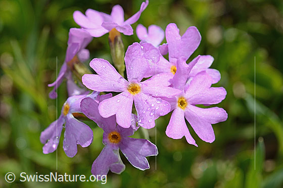 Foto: Mehl-Primel (Primula farinosa). Blüten.