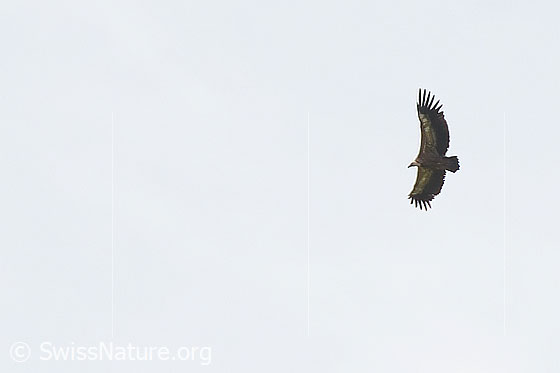 Foto: Gänsegeier (Gyps fulvus) im Flug. Ansicht von seitlich unten.
