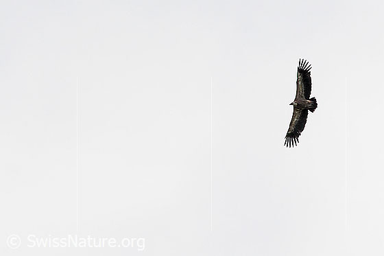 Foto: Gänsegeier (Gyps fulvus) im Flug.