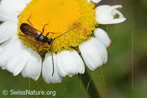 Foto: Tabakfarbiger Schmalbock (Alosterna tabacicolor) auf Gewöhnlicher Wiesen-Margerite (Leucanthemum vulgare). Länge 8mm. Wird auch Feldahornbock genannt. Ansicht von schräg oben.