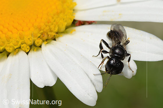 Foto: Wahrscheinlich Crossocerus leucostoma (Grabwespe) auf Gewöhnlicher Wiesen-Margerite (Leucanthemum vulgare). Länge 8 - 10mm. Ansicht von vorne oben.