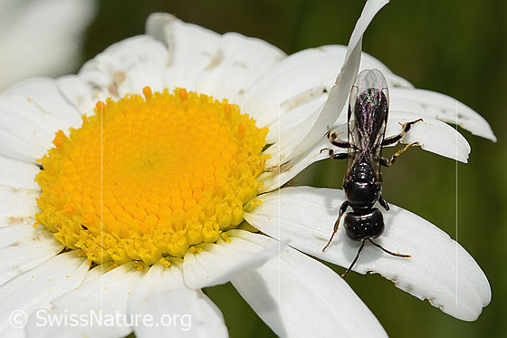 Foto: Wahrscheinlich Crossocerus leucostoma (Grabwespe) auf Gewöhnlicher Wiesen-Margerite (Leucanthemum vulgare). Länge 8 - 10mm. Ansicht von oben.