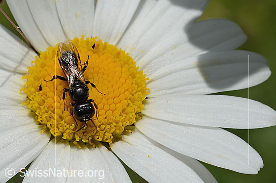 Photo: Probably Crossocerus leucostoma on Leucanthemum vulgare. Length 8 - 10mm. View from above.