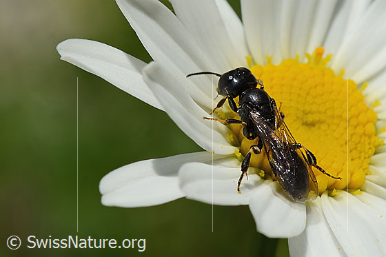 Foto: Wahrscheinlich Crossocerus leucostoma (Grabwespe) auf Gewöhnlicher Wiesen-Margerite (Leucanthemum vulgare). Länge 8 - 10mm. Ansicht von schräg hinten oben.