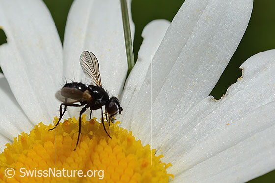 Erdwanzenfliege (Phania funesta) auf Gewöhnlicher Wiesen-Margerite (Leucanthemum vulgare)