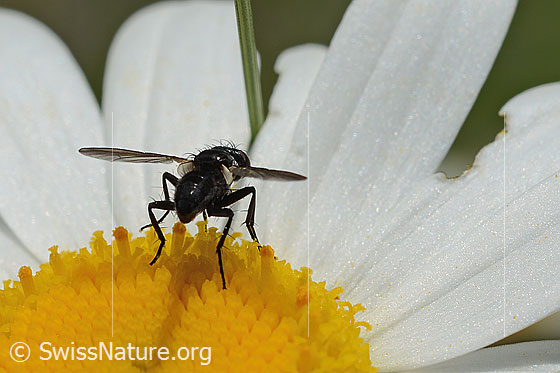 Foto: Erdwanzenfliege (Phania funesta) auf Gewöhnlicher Wiesen-Margerite (Leucanthemum vulgare). Länge 6mm. Ansicht von schräg hinten.