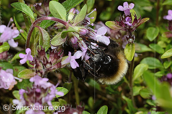Foto: Wald-Kuckuckshummel (Bombus sylvestris) auf Vielhaarigem Thymian (Thymus praecox ssp. polytrichus). Länge 10 - 15mm. Weibchen. Ansicht von vorne.