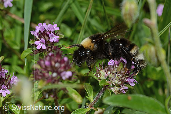 Foto: Wald-Kuckuckshummel (Bombus sylvestris) auf Vielhaarigem Thymian (Thymus praecox ssp. polytrichus). Länge 10 - 15mm. Weibchen. Ansicht von der Seite.