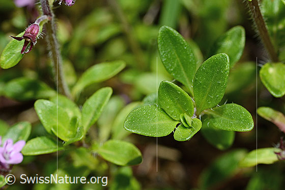 Foto: Vielhaariger Thymian (Thymus praecox ssp. polytrichus). Blätter.