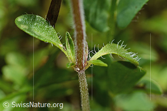 Foto: Vielhaariger Thymian (Thymus praecox ssp. polytrichus). Blatt.