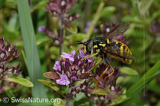 Foto: Gemeine Wespenschwebfliege (Chrysotoxum cautum) auf Vielhaarigem Thymian (Thymus praecox ssp. polytrichus). Länge 10 - 15mm. Männchen. Ansicht von der Seite.