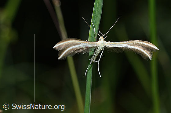 Foto: Wahrscheinlich Merrifieldia leucodactyla (Federmotte). Ansicht von schräg vorne oben.