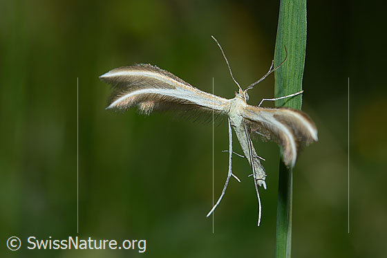 Foto: Wahrscheinlich Merrifieldia leucodactyla (Federmotte). Ansicht von schräg oben.
