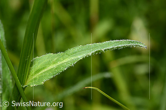 Foto: Rundköpfige Rapunzel (Phyteuma orbiculare). Stängel und Blatt.